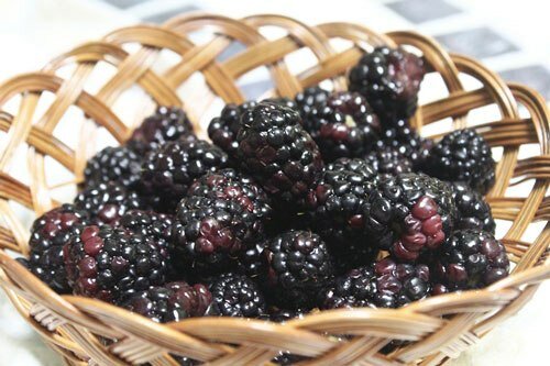 Mulberry Yogurt Icecream (Kem Sữa Chua Dâu Tằm)