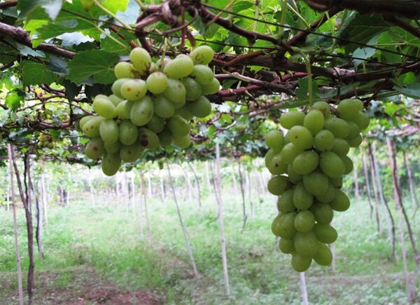 Picking grapes in Phan Rang city