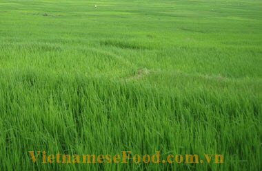 Green Stick Rice (Cốm) Green Stick Rice (Cốm)